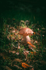 Boletus edulis surrounded by green grass