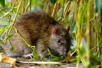 Closeup shot of a brown rat in the garden on a sunny day