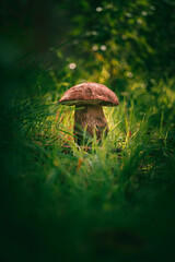 Boletus edulis surrounded by green grass