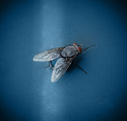 Fly perched on a blue surface