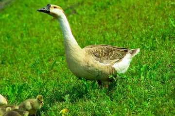 goose on the grass