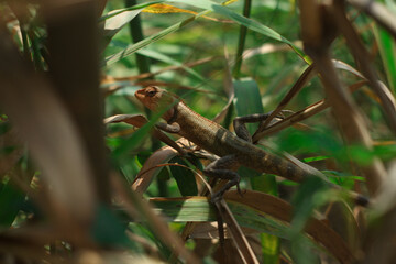 lizard on a leaf