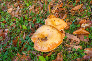 A group of chanterelles in a autumn forest. Mushroom picking season.