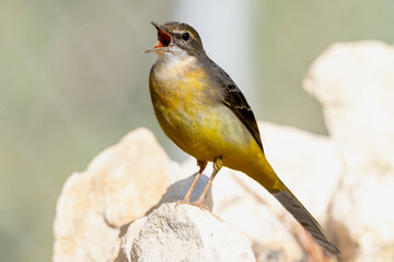 Gray wagtail sings perched on a rock next to a stream