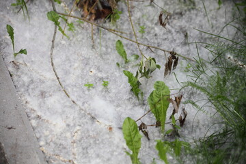 Poplar fluff on the ground close-up in Summer. Allergen for Allergic reaction.