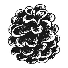 Pine cone, hand drawn vector image. Pine cone for decoration of Christmas and New Year banners, cards or nature backgrounds