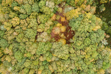 Obraz premium drone aerial view of an oak forest in autumn
