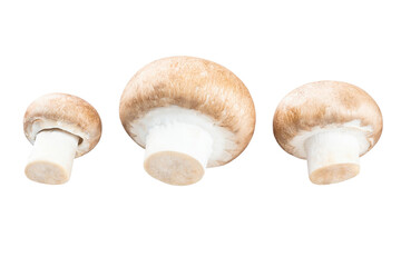 Brown champignon, whole Portobello mushroom isolated on white background, clipping path, full depth of field. Focus stacking