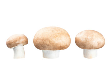 Brown champignon, whole Portobello mushroom isolated on white background, clipping path, full depth of field. Focus stacking
