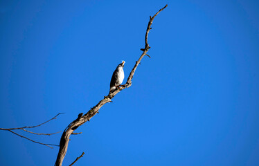 Australian Noisy Miner (Manorina melanocephala)
