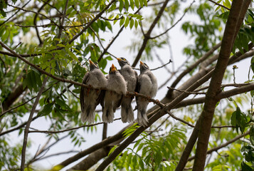 Obraz premium Australian Noisy Miner (Manorina melanocephala)