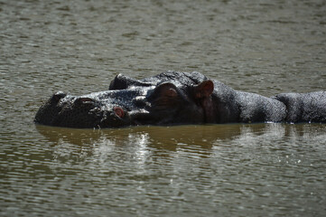 Fototapeta premium A large Hippopotamus or Hippo submerged in water on a hot summer day in Pilanesberg national park