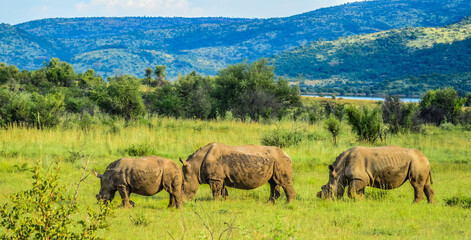 Fototapeta na wymiar Dehorned White Rhinoceros in it's natural surrounding and landscape