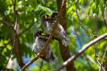 Australian Noisy Miner (Manorina melanocephala)
