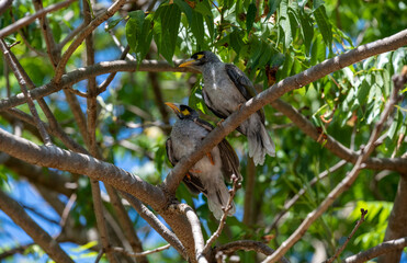 Australian Noisy Miner (Manorina melanocephala)