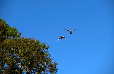 Obraz premium Little Corella (Cacatua sanguinea)