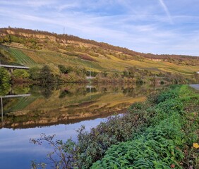 Reflection of vineyard in Mosel Valley during autumn, with leaf turning gold and yellow