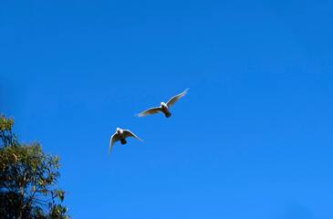 Little Corella (Cacatua sanguinea)