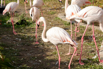 A crowd of pink flamingos on the shore