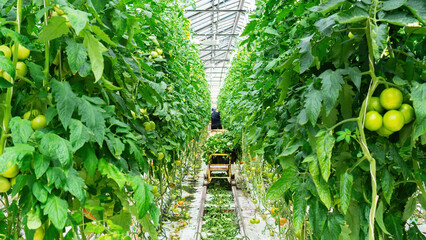 Obraz premium A seasonal farm worker with a cart takes care of tomato plants in a greenhouse. Technology of industrial cultivation of vegetables using hydroponics in a heated greenhouse. GMO vegetables production.
