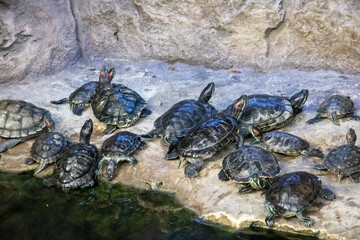 Red eared turtles on gray stone closeup