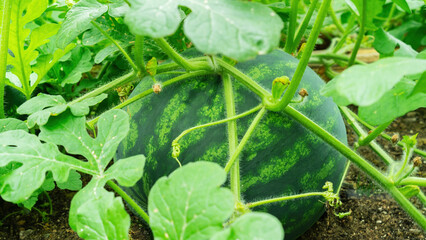 The watermelon fruit grows in a garden bed in dirt surrounded by green foliage. Growing watermelons in a greenhouse of an organic farm during the cold season.