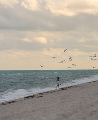 people walking on the beach woman seagulls in the sky beautiful miami 