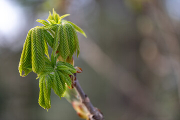The young leaves of a chestnut, a horse chestnut in the spring