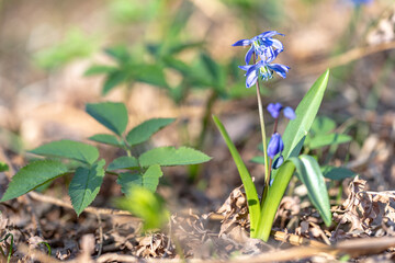 Closeup of early spring blue flowers wood squill blooming in sunny springtime meadow 