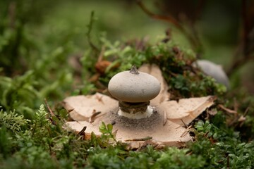 Closeup shot of a Geastrum pectinatum