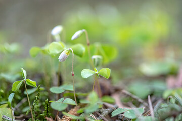 Oxalis acetosella, wood sorrel flowers in bloom