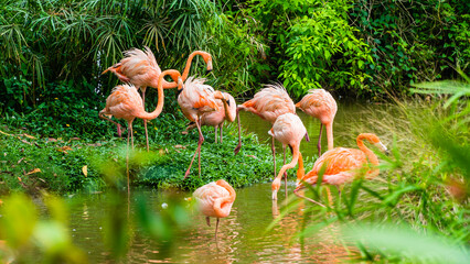 Flock of pink flamingo in the green river in the jungle