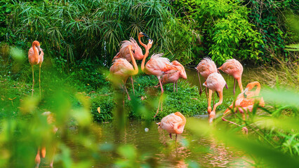 Flock of pink flamingo in the green river in the jungle 