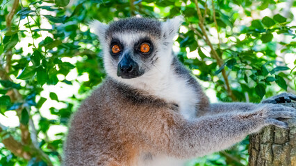 Funny and cute ring tailed lemur catta staring close up