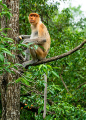 Proboscis monkey eats sitting on the tree in green Borneo jungle