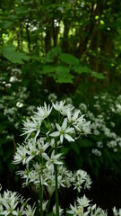 Wild Garlic