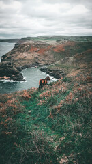 Wild horse at Boscastle Harbour