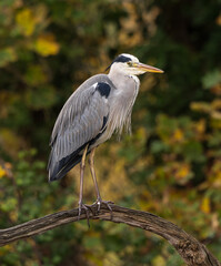 A Wild Grey Heron taking a rest at the Spinnies near Bangor, North Wales 