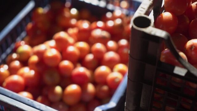 harvested fresh red tomatoes in boxes.