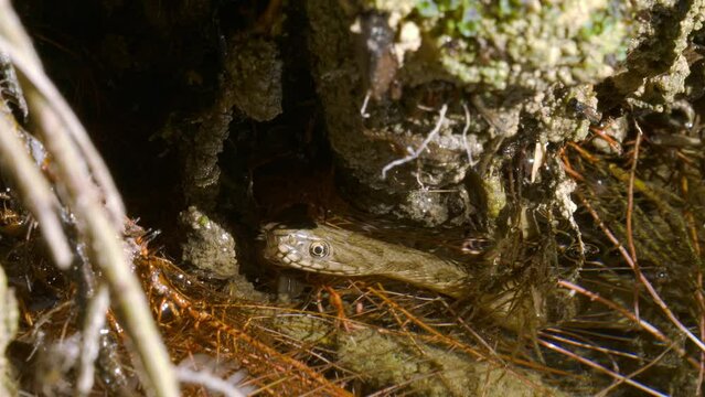 Serpent avec t&ecirc;te hors de l'eau tirant la langue dans la rivi&egrave;re