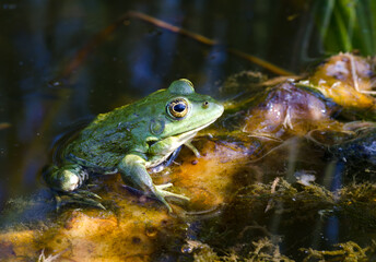 Frog on a green lily leaf in the Dnieper river.