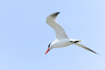 Fototapeta na wymiar Caspian tern flying overhead