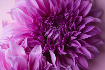 Pink flowers blossom natural background top view