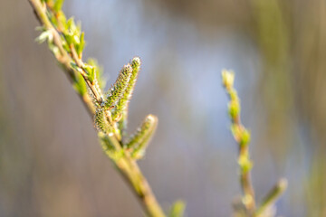 The impressive spring growth of the Goat willow catkins, taken backlit, in early morning.