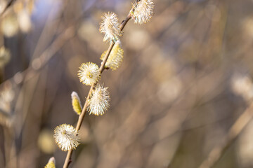 willow catkins open with pollen  - obrazy, fototapety, plakaty