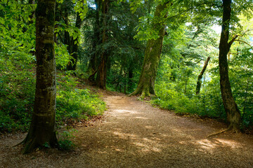Fairytale forest with sun glimpses on the ground and foliage. Path along the route to the White...