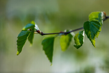 Birch branch close-up. Eco nature green abstract defocused background with sunshine.