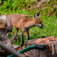 A red fox walks in the fields, a cunning wild animal.