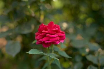 Closeup shot of red flower in bloom with green leaves