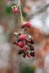 frozen blackberries on a branch